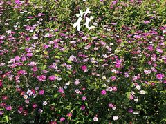 -红山村