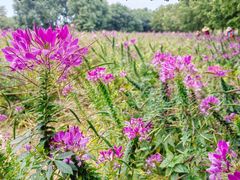 -北京国际鲜花港