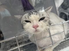 -北京观赏动物医院·24小时大型综合·猫专科·异宠专科