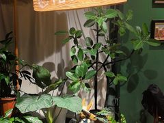 -Thai Basil罗勒叶泰式餐厅(时代天街店)