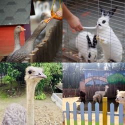 -萌宠亲子动物乐园(槐房万达店)