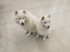 -安格丽娜·狗咖·猫咖羊驼咖(春熙路百盛商场店)