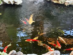 -鲤院·新中式美学·庭院餐厅(夫子庙店)
