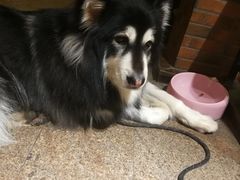 -more than meow吴止猫主题餐厅(承德 中船汇店)