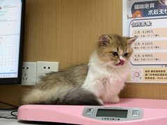 -瑞派康怡24h宠物医院·犬猫医疗中心·微创绝育(瑞景分院)