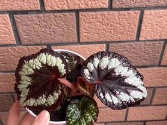 -益利大酒楼(井岸店)