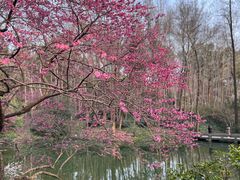 -杭州植物园