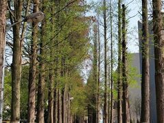 -武汉大学-樱园