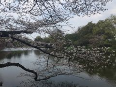 -西湖外事游船(花港观鱼码头)