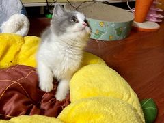 -babydoll猫舍·米努特·德文·缅因(久光中心店)