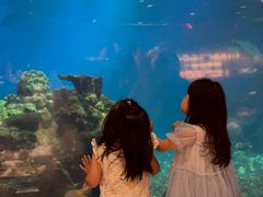 -涛·海底餐厅·美人鱼·自助餐·海底隧道(三亚海棠湾洲际度假酒店)
