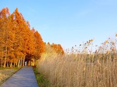 -溱湖国家湿地公园