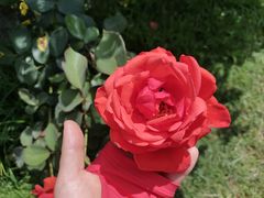 -亚龙湾国际玫瑰谷