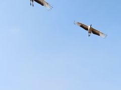 -盐城丹顶鹤湿地生态旅游区