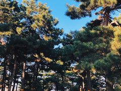 -北京西山国家森林公园