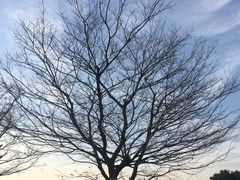 -羊山湖公园