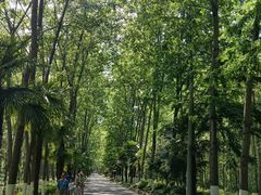 -合肥滨湖国家森林公园