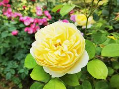 -鹅湖玫瑰文化园