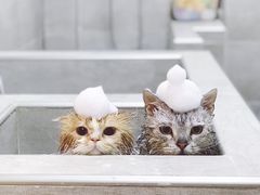 猫咪SPA-Double Rui宠物酒店