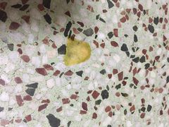 -天使宠物医院·犬猫分诊(彩虹店)