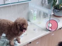 -爱派特动物医院·全科诊疗中心
