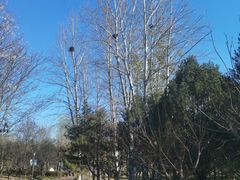 -大兴滨河森林公园