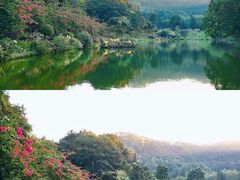 -深圳仙湖植物园