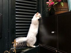 -猫色咖啡·猫咖