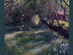 -大湾区中央湿地公园