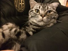 iphone_upload_pic-萌喵宠狗爱心宠咖