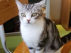-MOCHA明星猫咖(田子坊店)