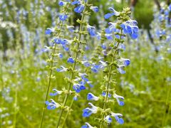 -上海吴淞炮台湾国家湿地公园