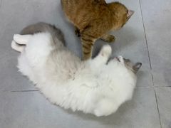 -Heymao猫咖.咖啡厅(东门店)