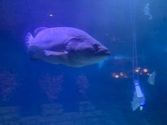 -烟台海昌鲸鲨海洋公园