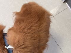 -瑞派福兴宠物医院犬猫全科·骨科·中西医结合(河东店)