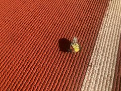 -深圳市宝安体育中心体育场