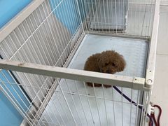 -天宠宠物医院24小时·急重症诊疗中心·全科·腔镜特色(和平分院)