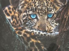 -罗红摄影艺术馆