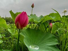 -东郊湿地公园