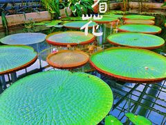 -国家植物园南园