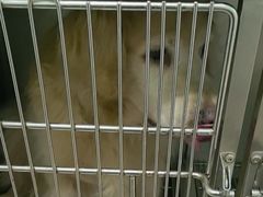 -佳雯宠物医院·皮肤科·内外科(春晓路分院)