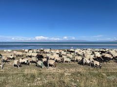 -青海湖国家重点风景名胜区