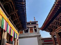 -塔尔寺菩提树