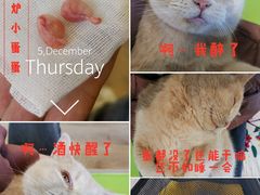 -派联宠物医院·24h·CT·异宠