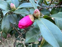 -新虹桥中心花园