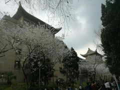 -武汉大学-樱园