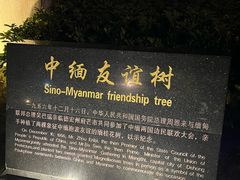 -中缅友谊树