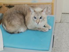 -四月宠物医院·猫专科·心脏专科·内科(转塘店)