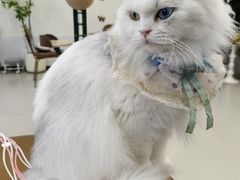 -共舞时光猫咖·狗咖(新街口店)