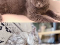 -平行世界·猫咖(首经贸店)